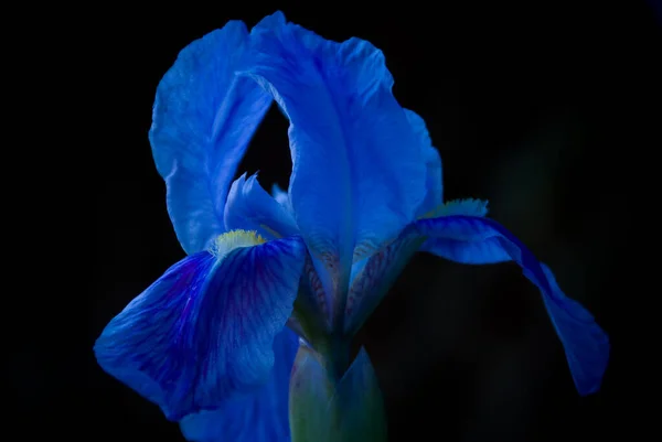 Sebuah Gambar Close Dari Iris Biru Bunga Latar Belakang Gelap — Stok Foto