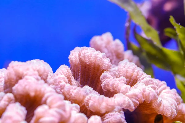 Eine Nahaufnahme Von Schönen Rosa Korallen Unter Wasser — Stockfoto