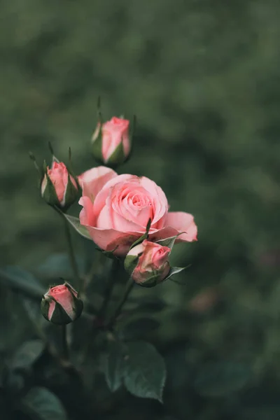 院子里生长的粉色艳丽玫瑰的精选焦点照片 — 图库照片