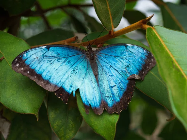 Ένα Κοντινό Πλάνο Μιας Όμορφης Μπλε Πεταλούδας Ένα Φυτό — Φωτογραφία Αρχείου