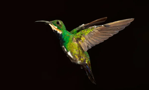 Een Close Shot Van Black Throated Mango Bird Een Zwarte — Stockfoto