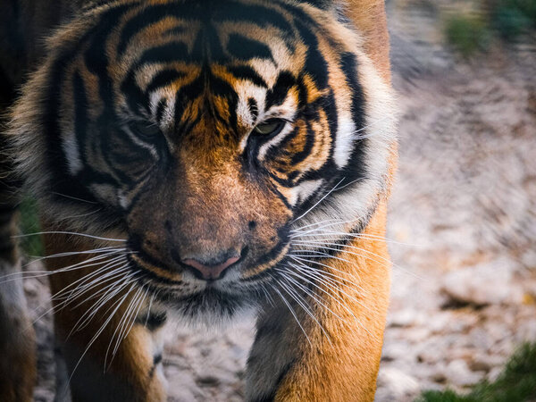 A closeup of a Sumatran tiger's face walking in the woods