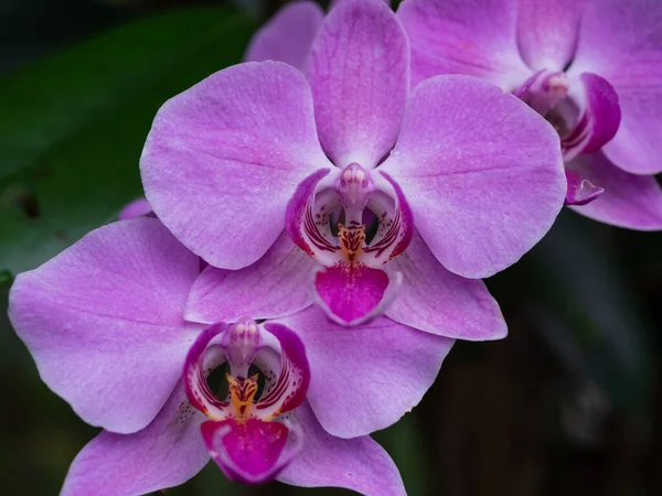 Primo Piano Belle Orchidee Rosa — Foto Stock