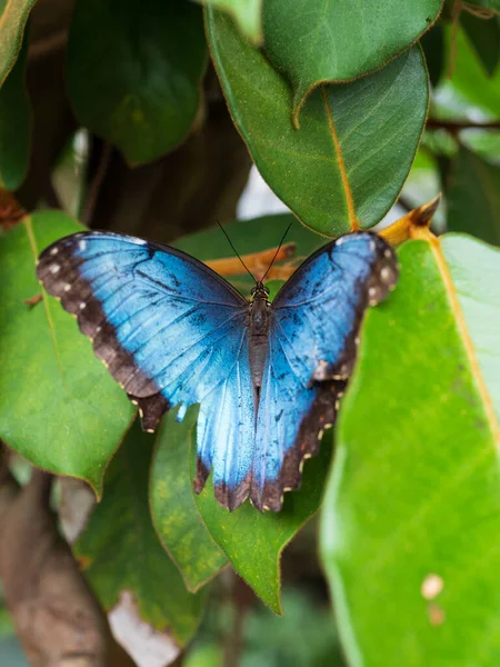 Närbild Vacker Blå Fjäril Växt — Stockfoto