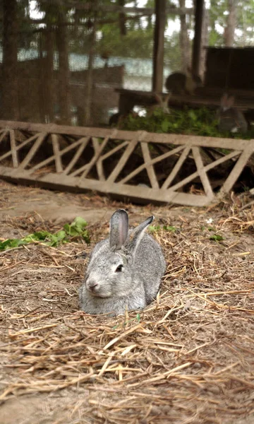 Çiftlikteki Gri Tavşanın Yakın Çekimi — Stok fotoğraf