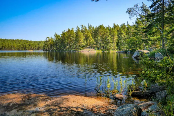 Pintoresco Plano Tranquilo Lago Rodeado Verde Bosque —  Fotos de Stock