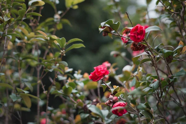 Кущ Красивими Червоними Ароматними Трояндами Саду Навесні — стокове фото