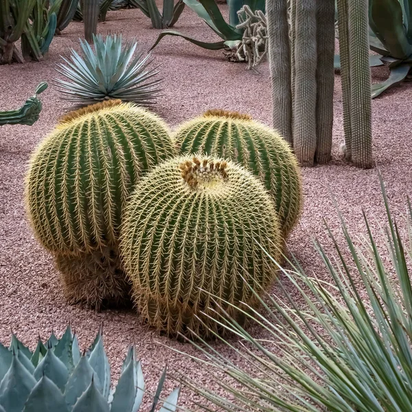 Vacker Bild Cactiaceae Som Växer Marken Trädgården Marocko — Stockfoto