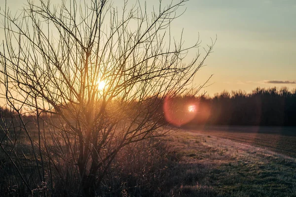 Piękny Złoty Zachód Słońca Zewnątrz Świecący Przez Niebo Drzewami Przodu — Zdjęcie stockowe