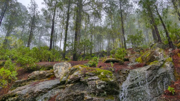 Dense Green Trees Forest Gran Canaria Bavaria Germany — Stock Photo, Image