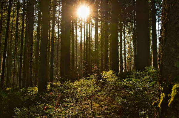 Une Vue Panoramique Des Rayons Soleil Dans Forêt Noire Allemande — Photo