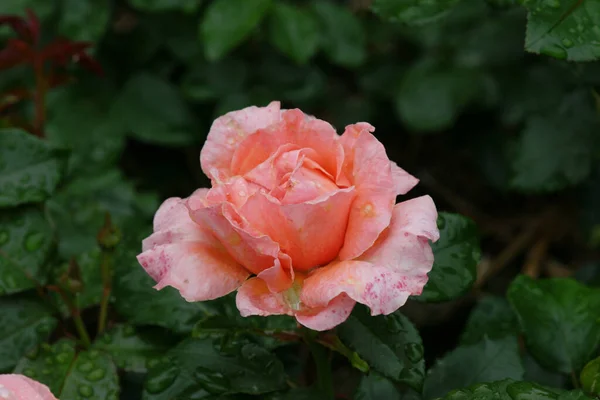 Крупный План Красивой Розы Парке — стоковое фото