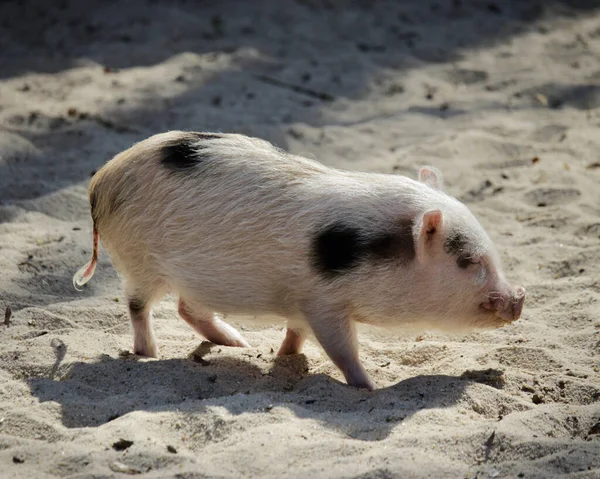 一只可爱的粉红小猪在沙滩上散步 — 图库照片