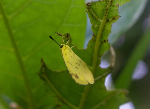 Egy Közeli Felvétel Egy Sárga Pillangóról Egy Zöld Levélen — Stock Fotó