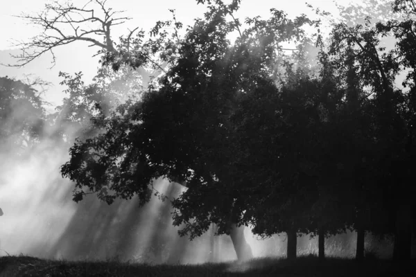 Tiro Tons Cinza Luz Solar Passando Galhos Árvores Durante Uma — Fotografia de Stock