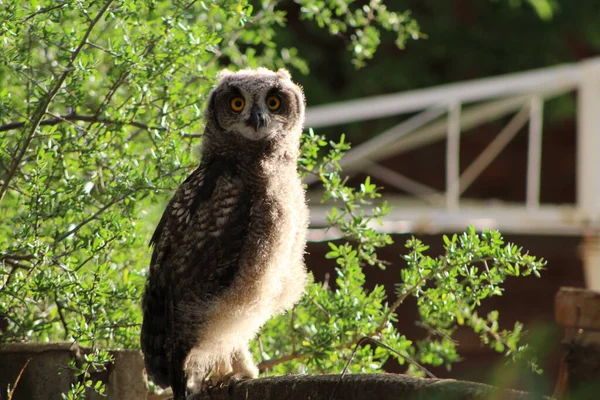 Long Eared Owl Asio Otus Sitting Fence Background Tree — Stock Photo, Image