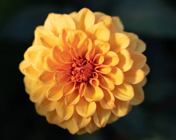 Zbliżenie Pięknego Kwiatu Dahlia Pinnata Ogrodzie — Zdjęcie stockowe