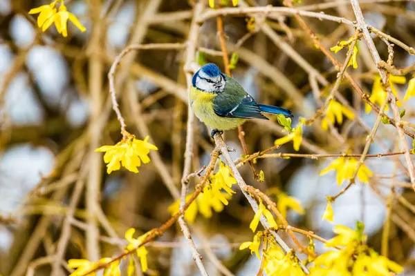 Beautiful Great Tit Bird Perching Bushes Blurred Background — Stock Photo, Image