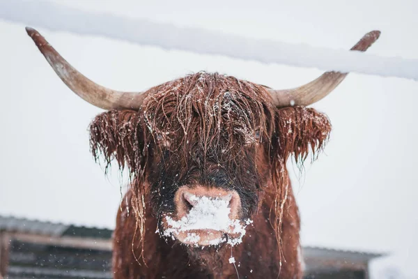 Крупный План Шотландского Горного Скота Снегу Зимой — стоковое фото