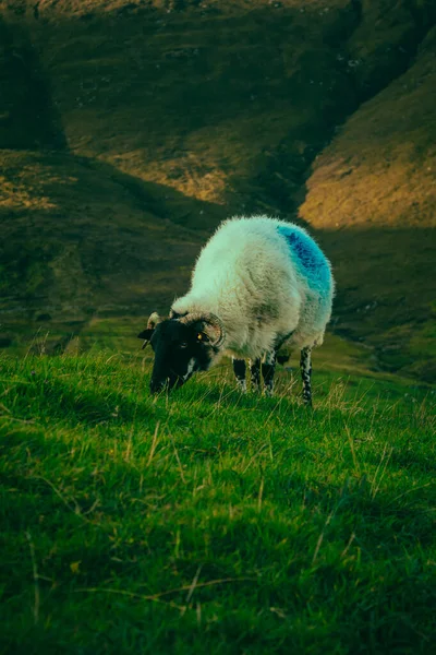 Pionowe Ujęcie Owcy Wypasającej Się Polu Achill Island — Zdjęcie stockowe