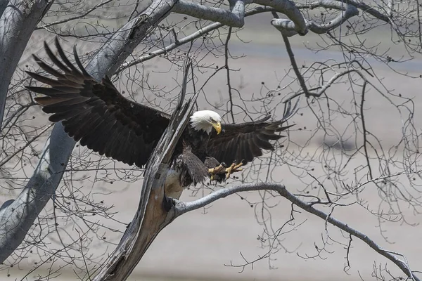 Águila Calva Volando Través Árbol Para Aterrizar Una Rama — Foto de Stock