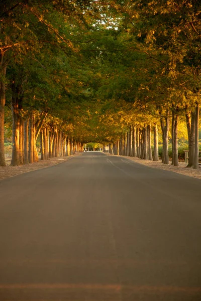 Eine Schöne Aufnahme Eines Parkweges Zwischen Bäumen Einer Weinfarm Stellenbosch — Stockfoto