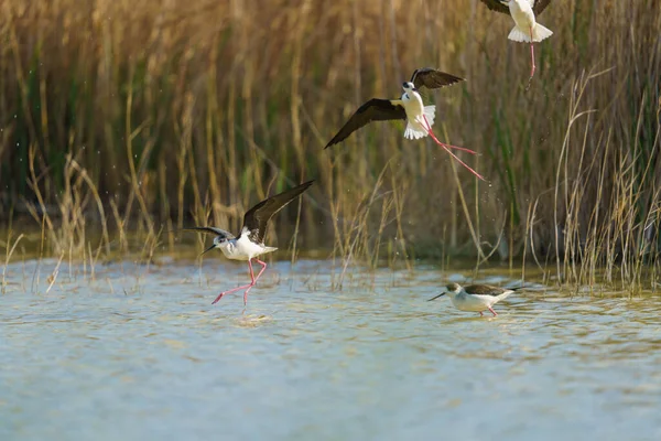 Ein Stelzenläufer Läuft Wasser Während Die Anderen Auf Verschwommenem Hintergrund — Stockfoto