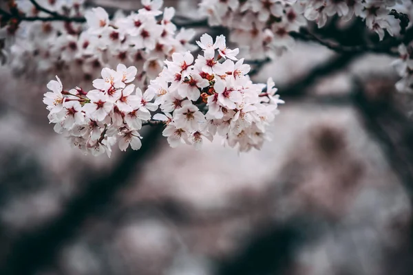 Beau Cliché Une Fleur Cerisier — Photo