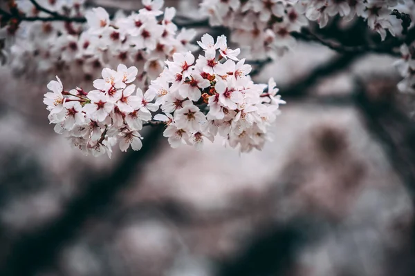 Ein Schöner Schuss Einer Kirschblüte — Stockfoto