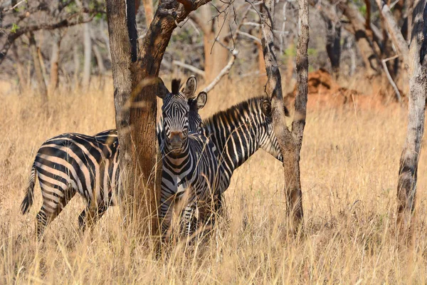 Ein Natürlicher Blick Auf Zebras Der Lilayi Lodge Sambia — Stockfoto