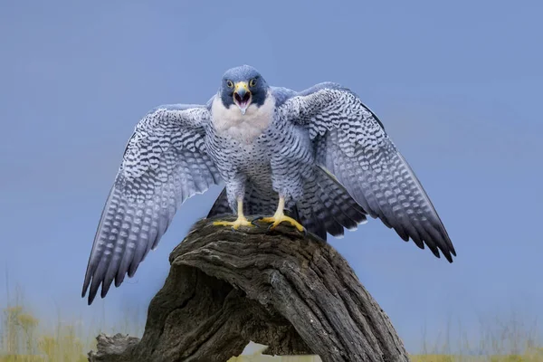 Nahaufnahme Eines Wanderfalken Der Auf Einem Stein Sitzt — Stockfoto