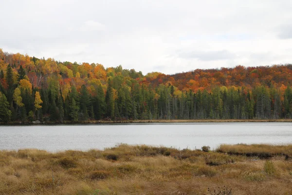 Nahaufnahme Eines Sees Mit Einem Wald Hintergrund — Stockfoto