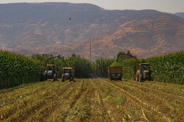 Los Tractores Recogen Cultivos Una Granja Turquía — Foto de Stock