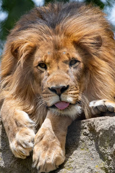 Vertical Shot Big Lion Laying Rock Its Tongue Out — Stock Photo, Image