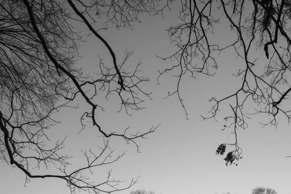 텍사스 맥키니 레이크 공원에서 가을에 나뭇가지들로 이루어 — 스톡 사진