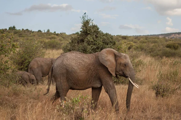 Une Famille Éléphants Marche Travers Savane Avec Beau Ciel Nuageux — Photo
