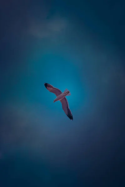 日落时分 一只美丽的海鸥在多云的天空中高高地飞翔 — 图库照片