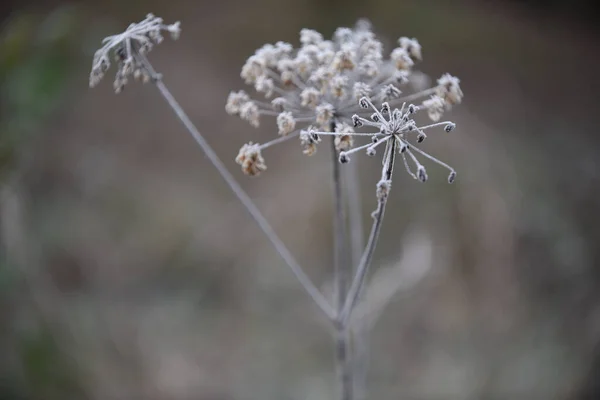 Detailní Záběr Zamrzlé Květiny Pěstované Zimě Zahradě — Stock fotografie