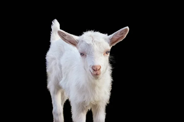 Portrait Young Hornless Saanen Goat Black Background — Stock Photo, Image