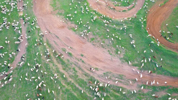 Aerial View Cattle Grazing Pasture Field — Stock Photo, Image