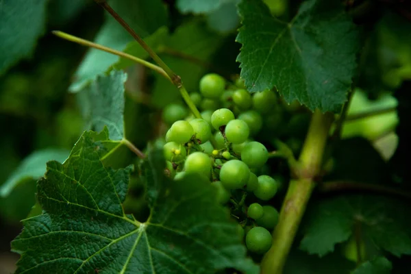 Closeup Shot Green Bud Grapes Green Leaves Vineyard Field Farm — Stock Photo, Image