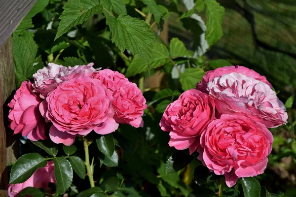 A closeup shot of blossom pink  Line Renaud roses with green leaves in the garden on a sunny day