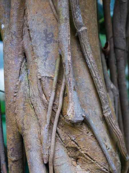 Close Vertical Tronco Árvore Tropical — Fotografia de Stock