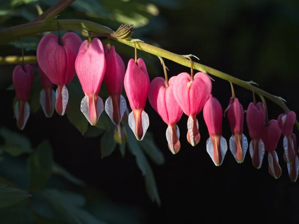 Närbild Bild Hängande Rosa Dicentra Blommor Gren — Stockfoto