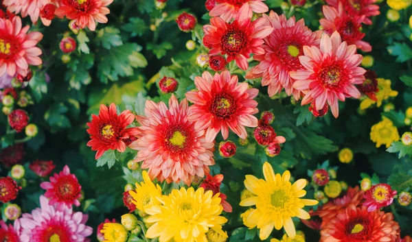 A closeup shot of blanket flowers blossoming in the garden