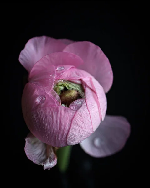 Tiro Vertical Uma Flor Buttercup Persa Rosa Fundo Escuro — Fotografia de Stock