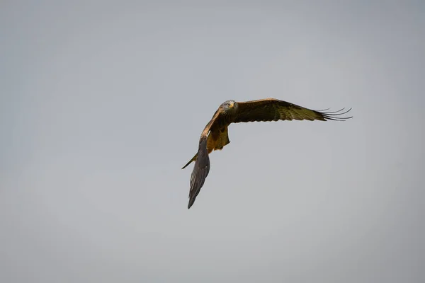 Vue Panoramique Cerf Volant Rouge Volant Dans Ciel Nuageux Rhayader — Photo