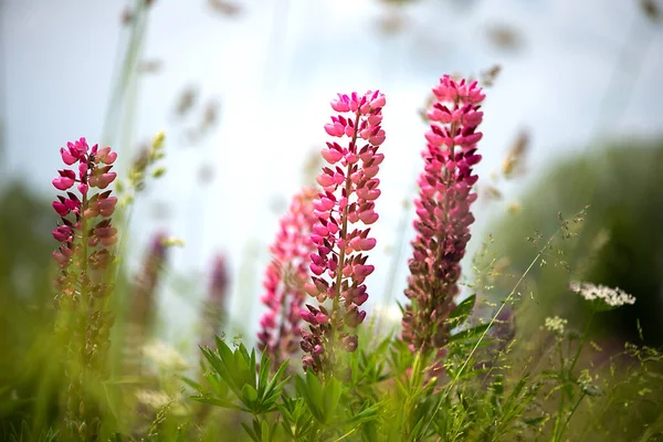 Gros Plan Longues Fleurs Roses Dans Une Prairie Isolée Sur — Photo