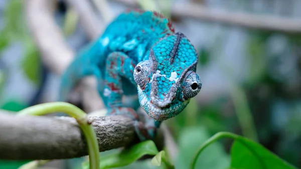 Ein Blau Grünes Chamäleon Krabbelt Auf Einem Ast Vor Verschwommenem — Stockfoto