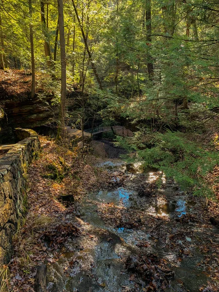 Vertikal Bild Smal Bäck Den Gröna Skogen — Stockfoto